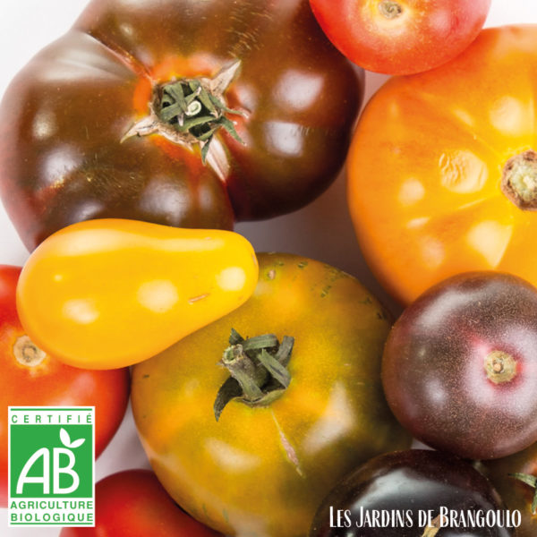 Tomates anciennes assorties (500 gr)