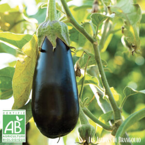 Aubergines (1 kg)