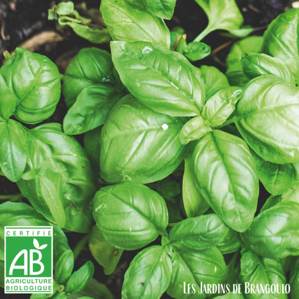 Basilic (la botte)