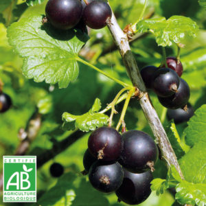 Cassis (125 gr)