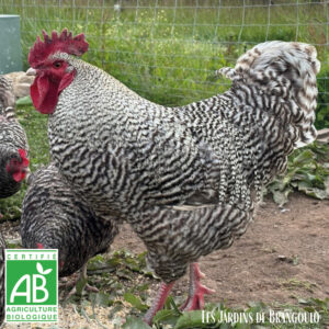 Coucou de Rennes (coq adulte)