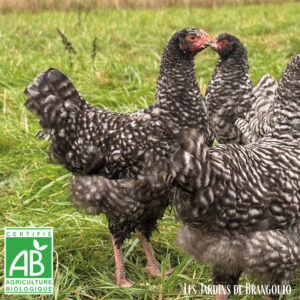 Coucou de Rennes (jeune poule)