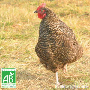 Coucou de Rennes (poule pondeuse de 6 à 9 mois)