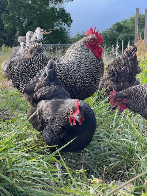 coucous-de-renne