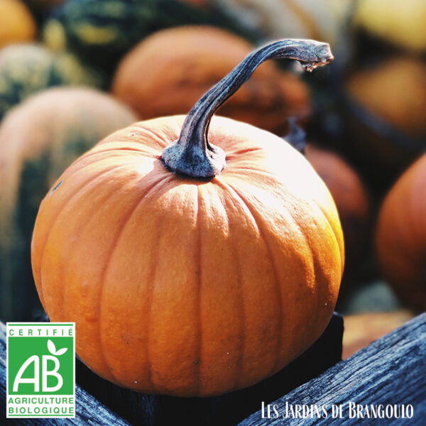 Courge à la coupe ou entier (au kilo)