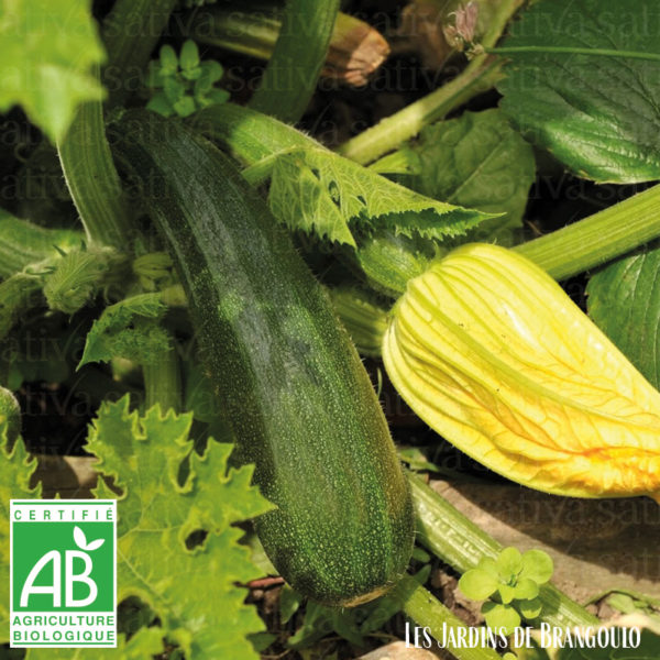 Courgette verte (1 kg)