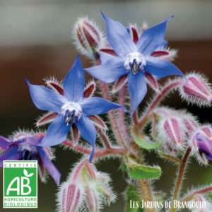 Fleurs de bourrache (les 10)