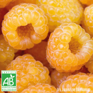 Framboises jaunes (125 gr)