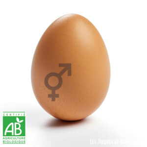 Oeuf de Coucou de Rennes fécondé