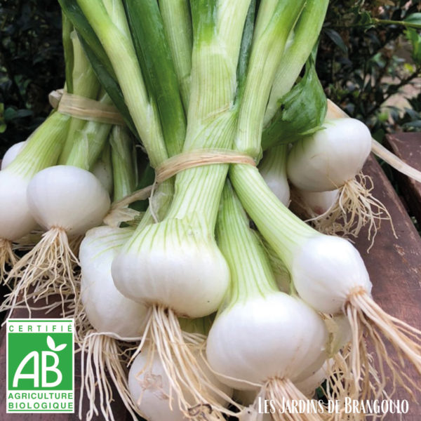 Oignons blancs cébette (la botte de 10 pièces)