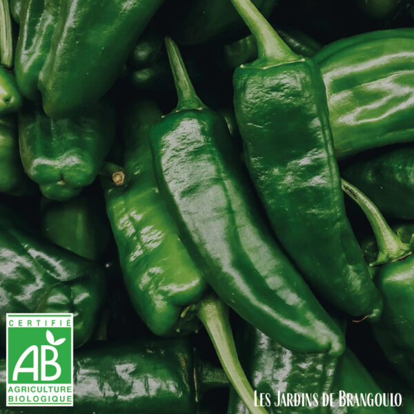 Poivrons verts (250gr)